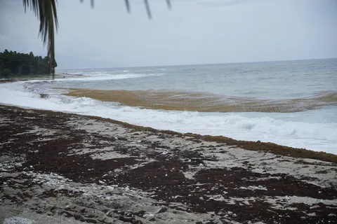 Sargazo — PLAYA BAHORUCO (Sur)